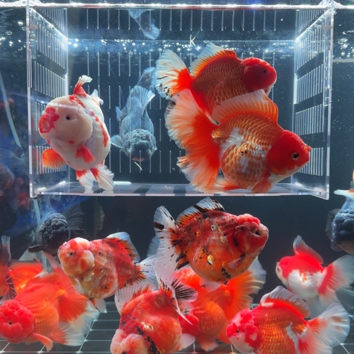 过***客金鱼金鱼小娇泰狮金鱼3条