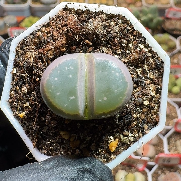 ?*默生石花11111111。  178