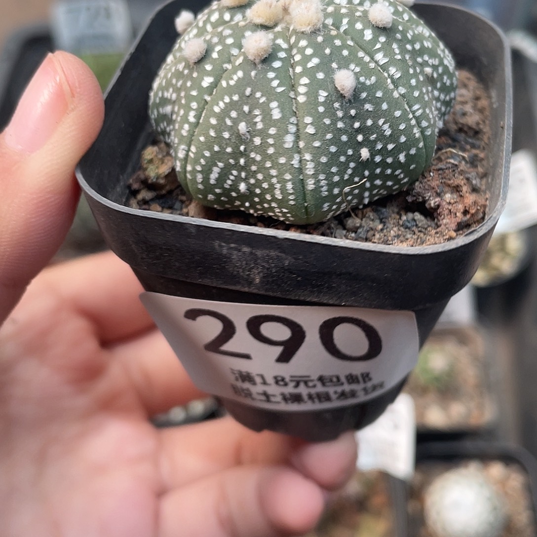 290海星兜（满18元包邮）