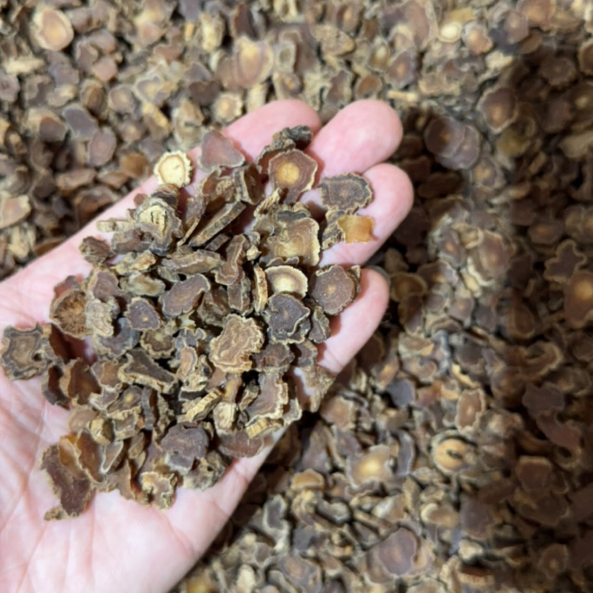 红参小圆片瑕疵片（改价专属链接）