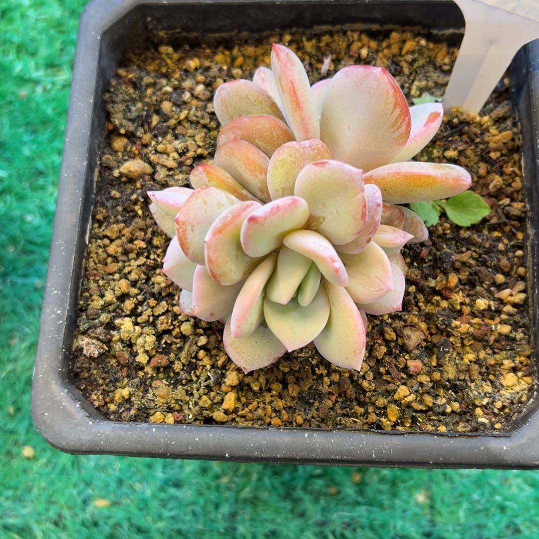 韩版奶茶，，，，，，，，，，，，，