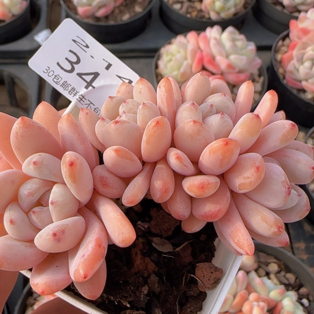 星星雪四头朵朵老桩一颗