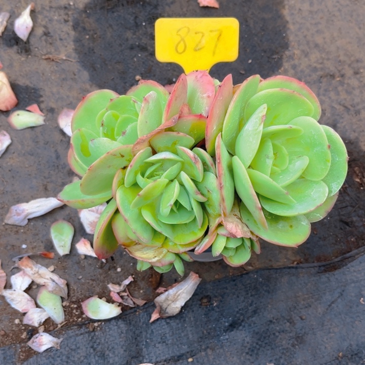鸡蛋碧桃多肉植物8 2 7