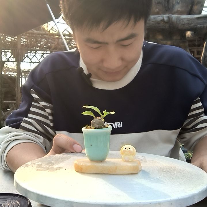 陌****/小盆景小植物一物一拍197