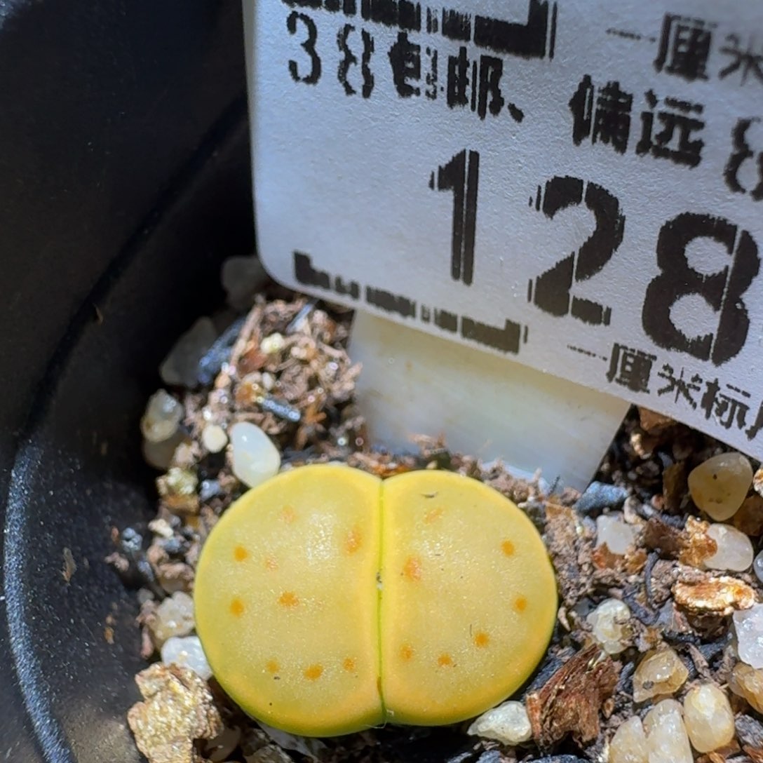 zzzz生石花肉锥128