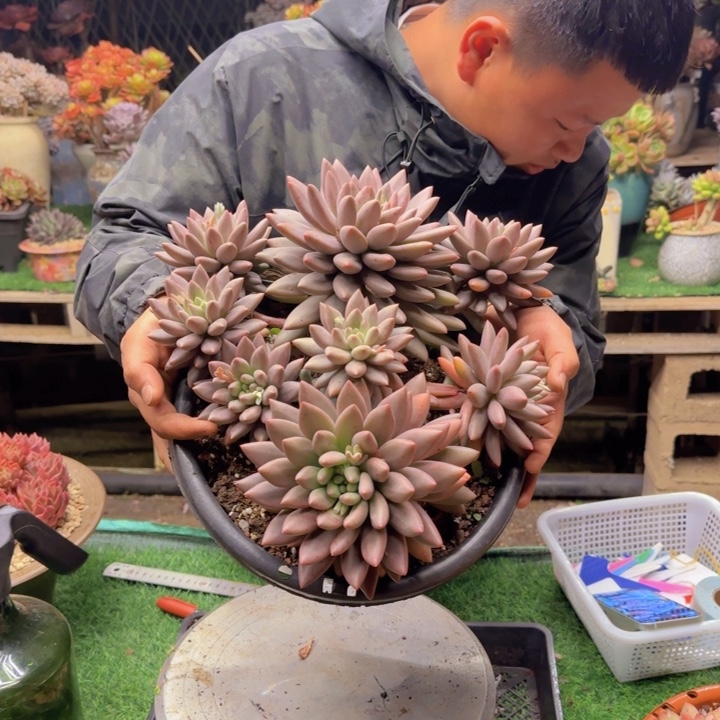 红蜻蜓多肉植物000007