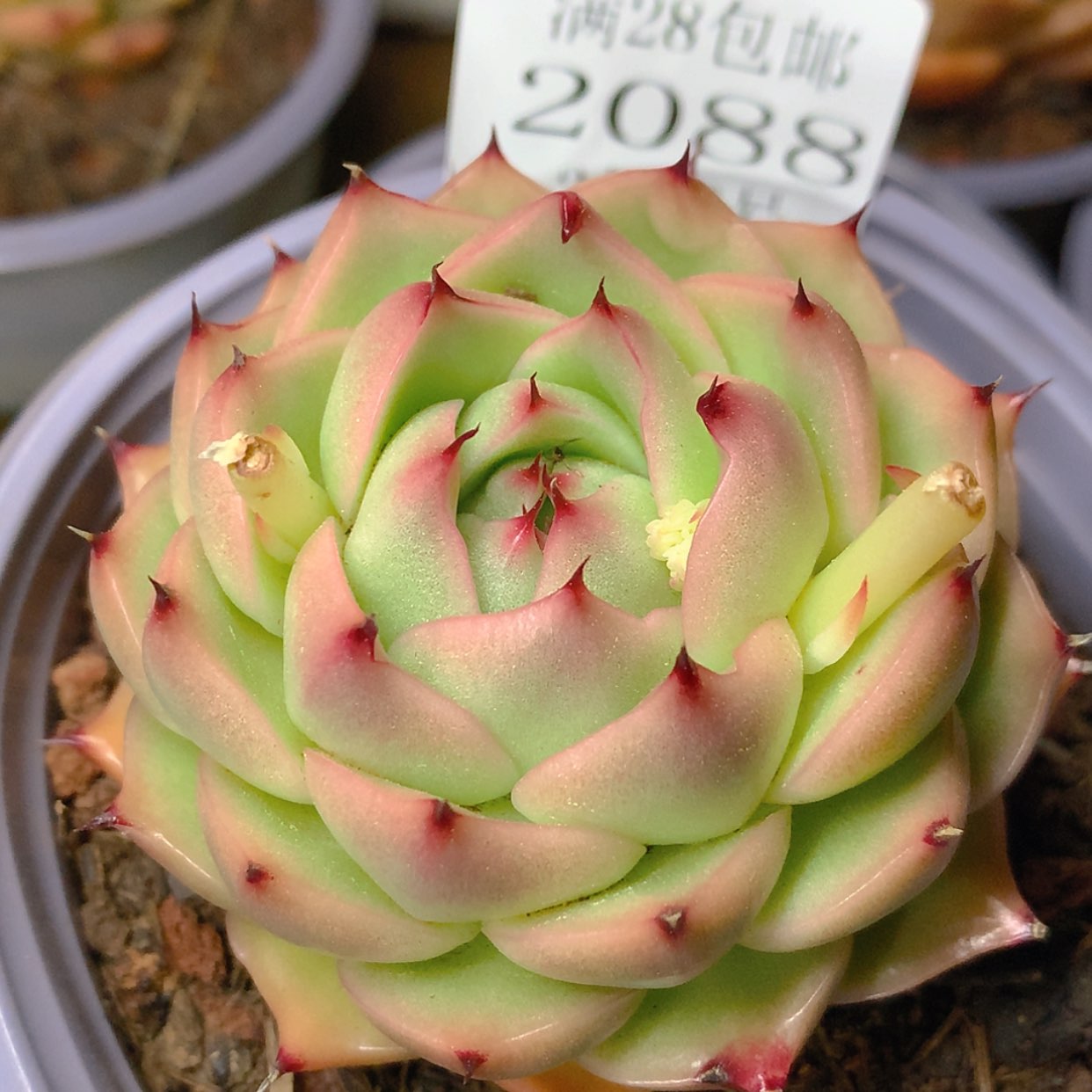 【闪购商品】云2088