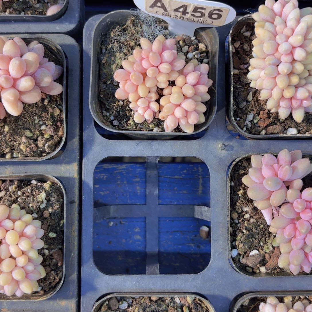 九***度A456星黛露一物一拍