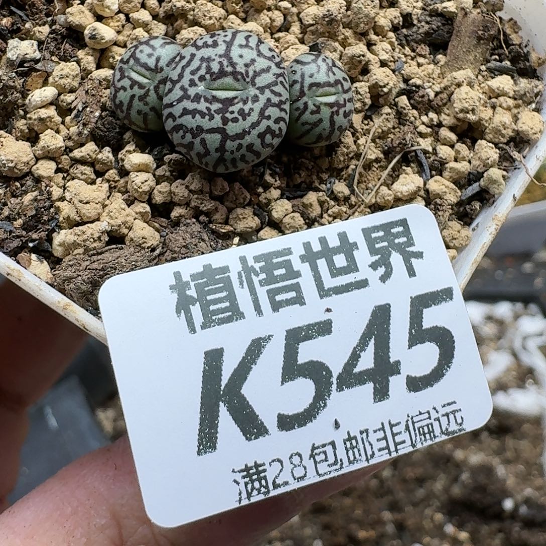 多肉植物的润泽gbn