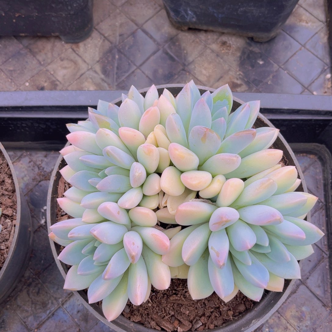 多肉植物的繁殖方式