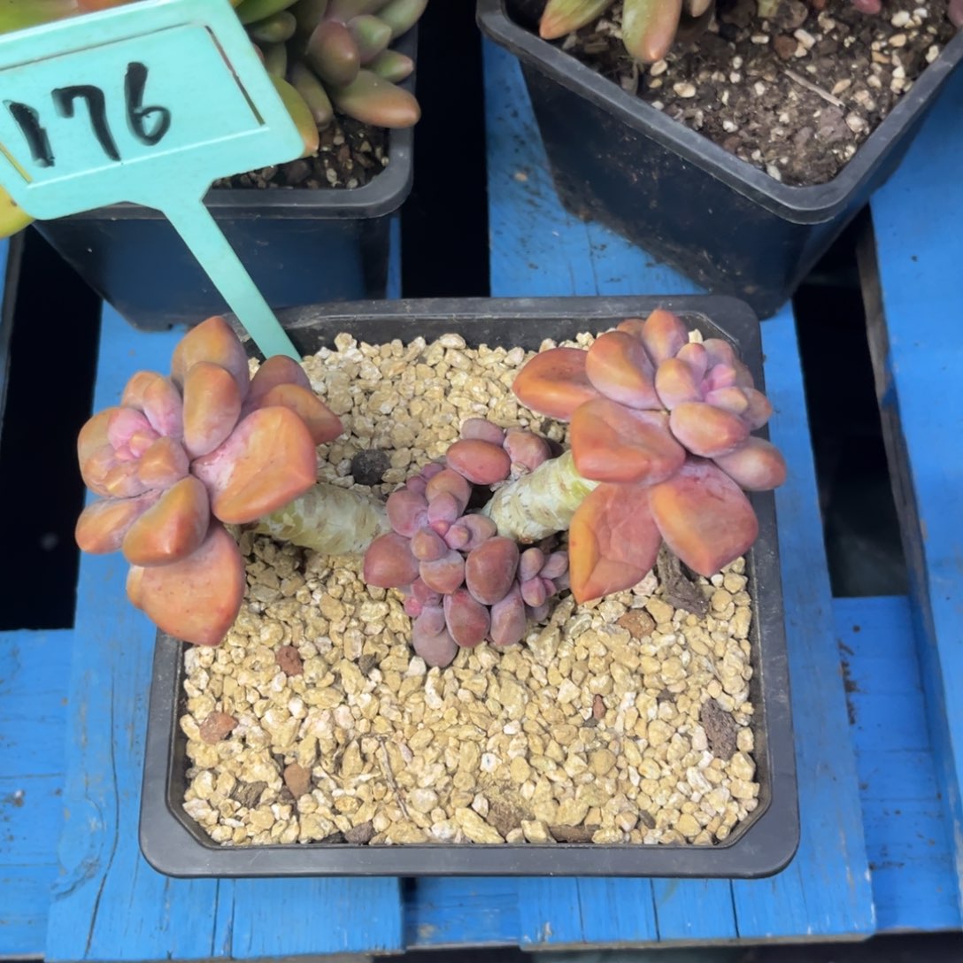 伊莉莎儿多肉老桩