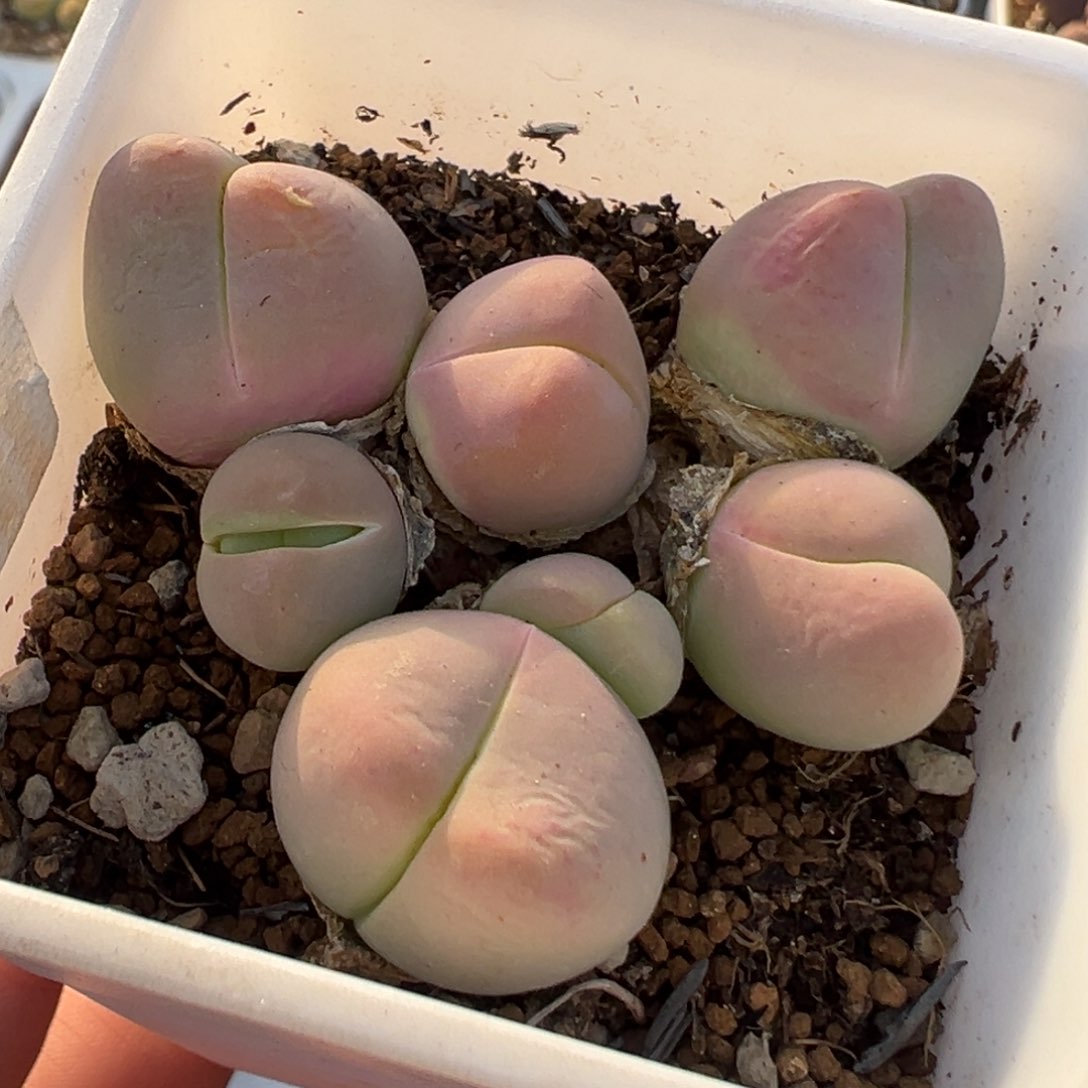 50多肉植物百科知识