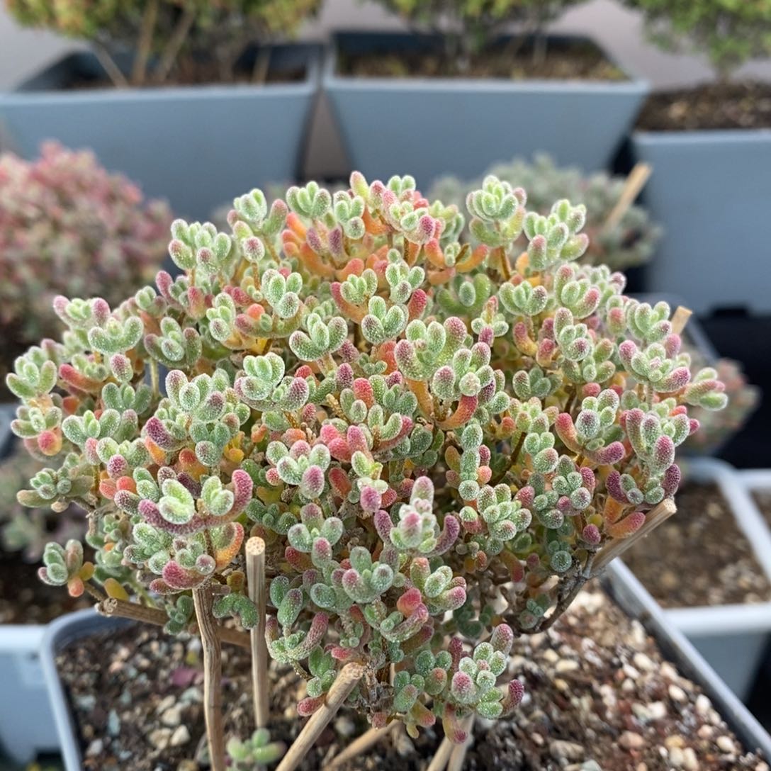 654优选冰晶枝干