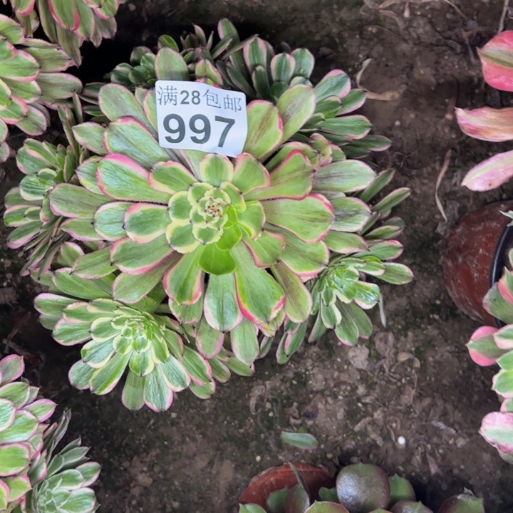 997粉黛多肉植物