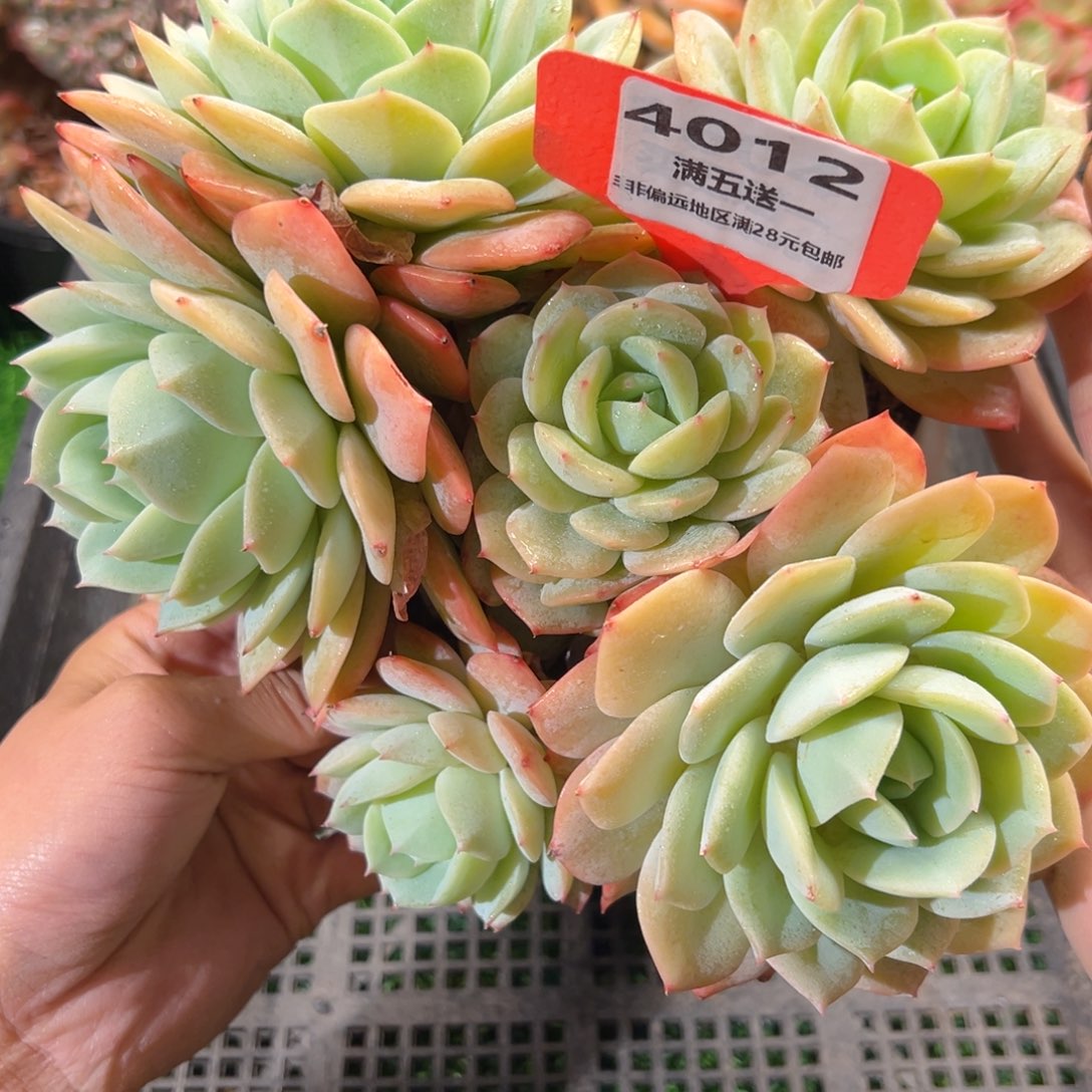 表妹精品多肉4012.