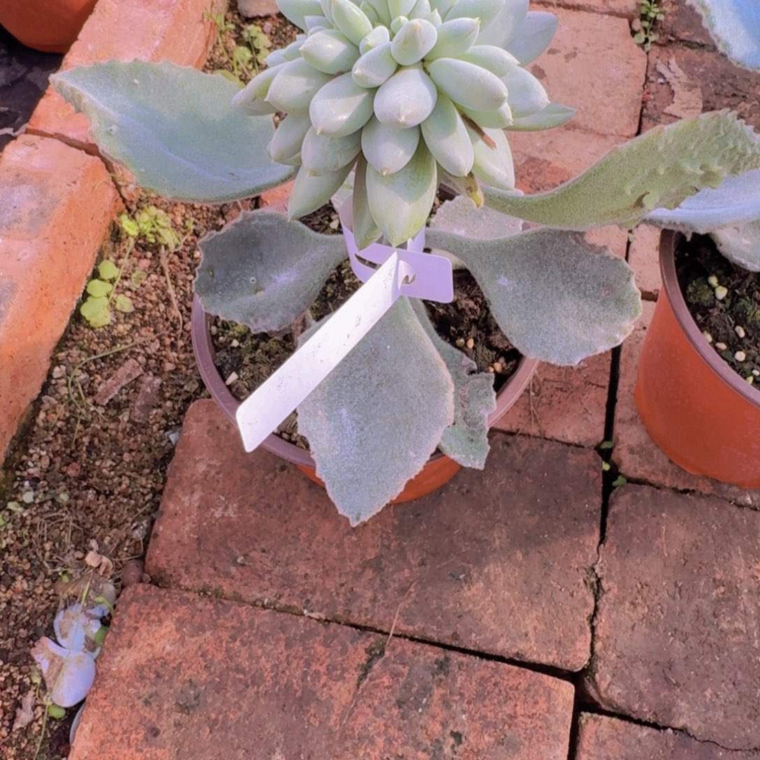 琼***多肉植物胖体哥特缀无需配货