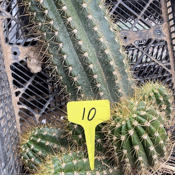 阿布里毛花柱10号