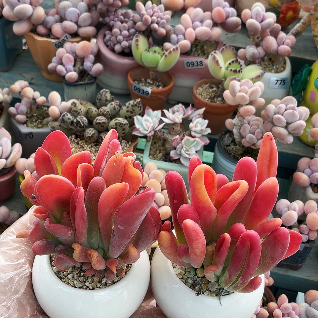 多肉植物的生长发育