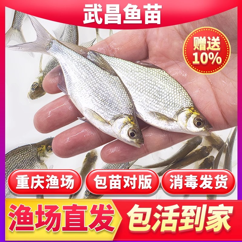 重庆武昌鱼苗观赏鱼宠物活体淡水养殖食用鱼苗