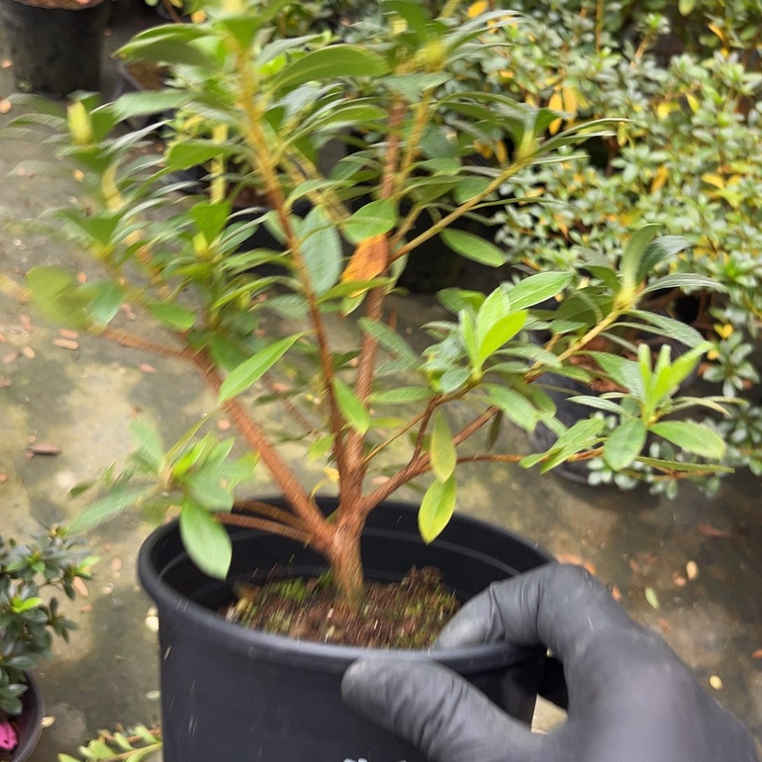 诗***湘完全开放若惠比须