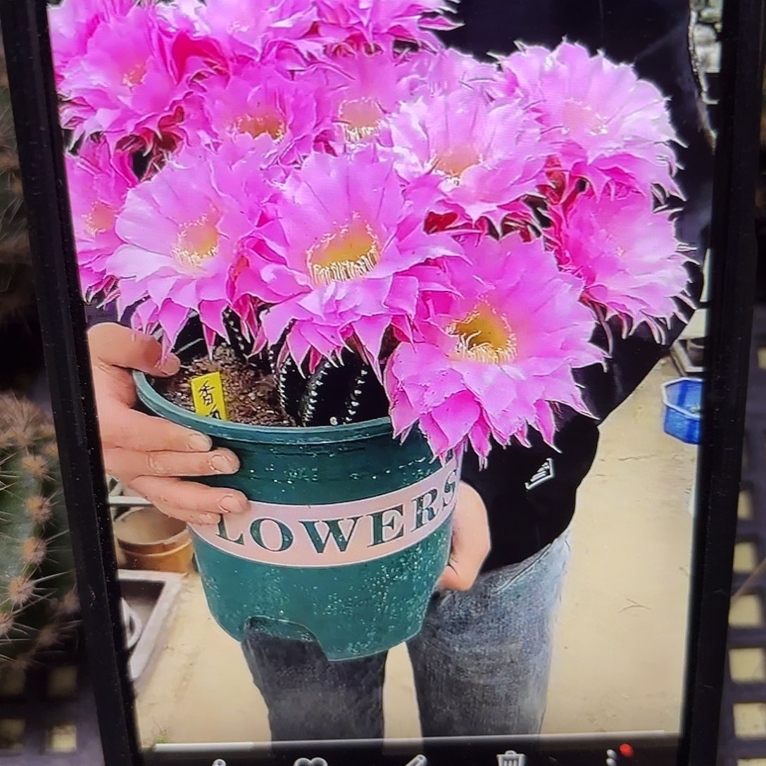 香海彩侧牙20包邮仙人球