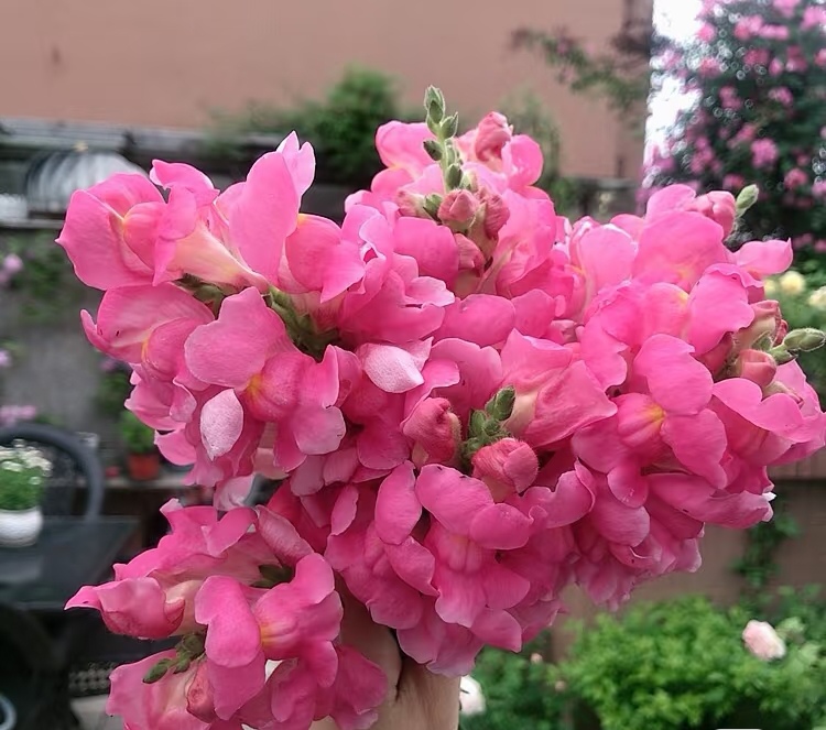 耐寒金鱼草重瓣盆栽成品带花发 花镜花期较长 耐半阴 包邮