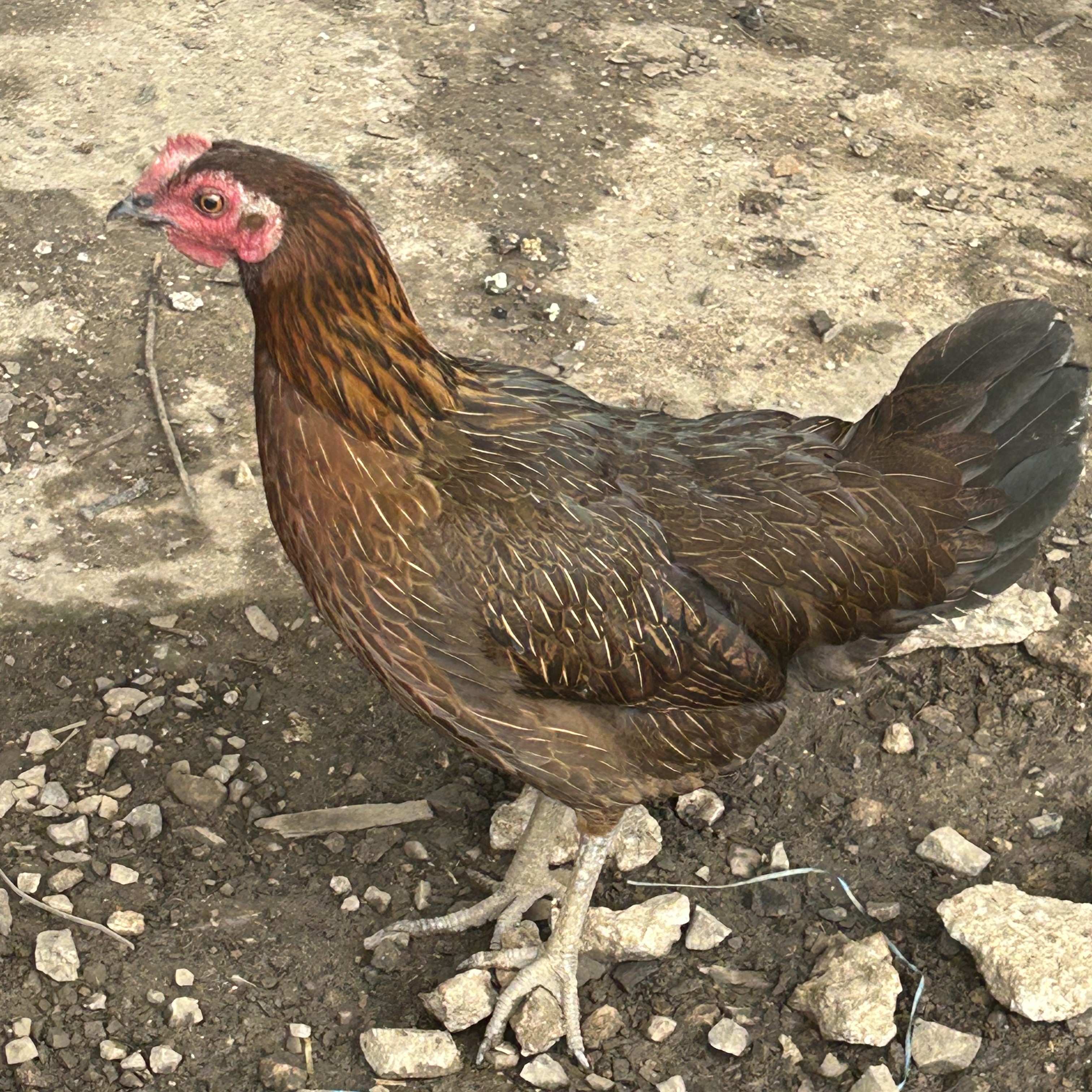 贵州黔东南凯里农家纯粮喂养土母鸡