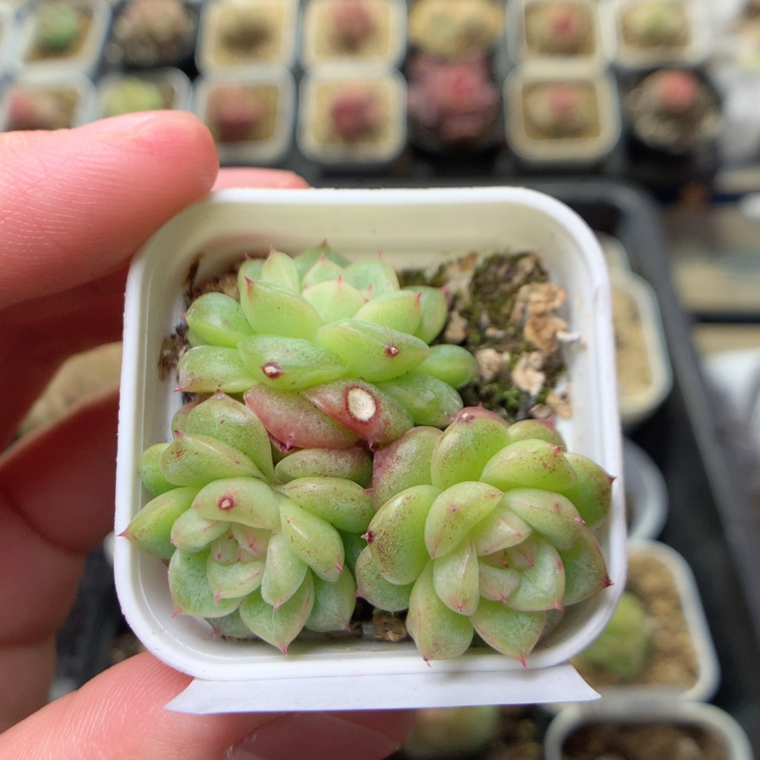 W100秃子绿透珍妮Q42