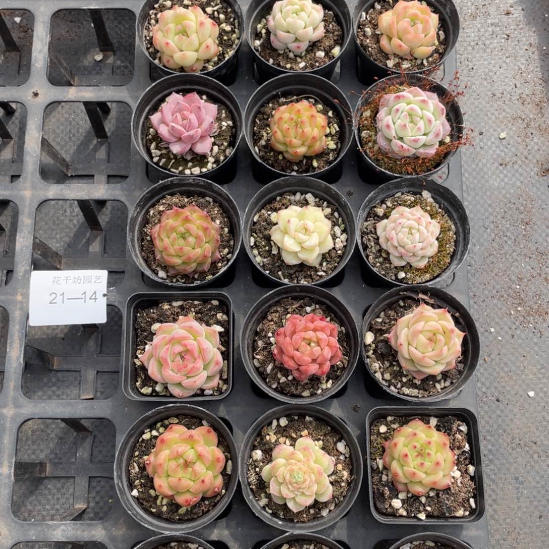 一物一拍18颗21-14