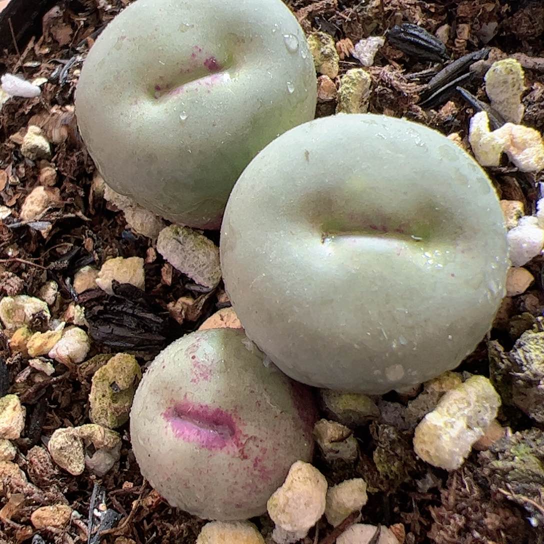 【闪购商品】115 特选红嘴