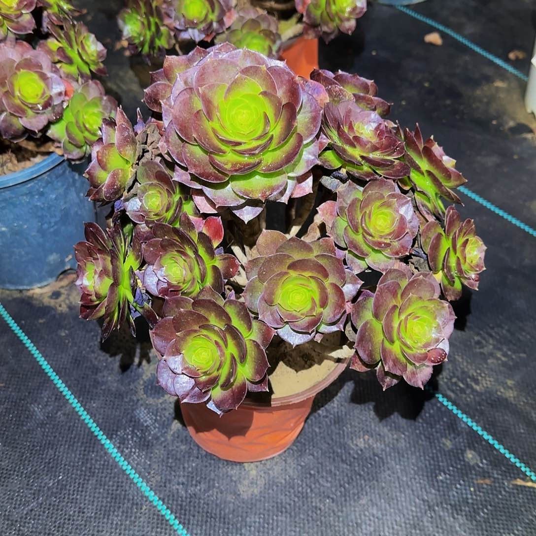 多肉植物赤焰连老庄