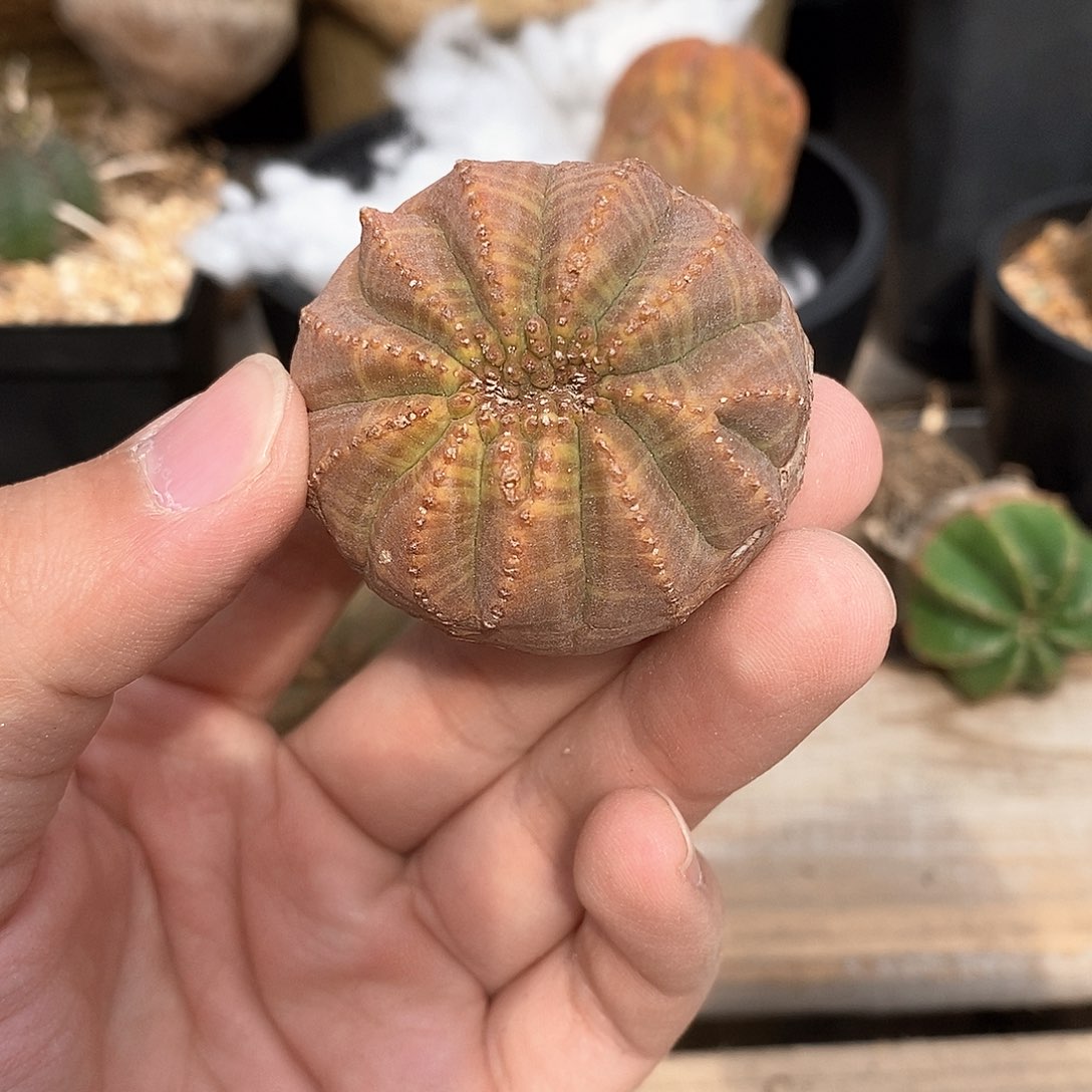 布纹球缀化彩肌球多肉植物