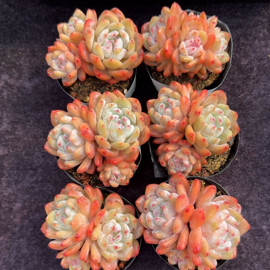 6颗一起一物一拍的