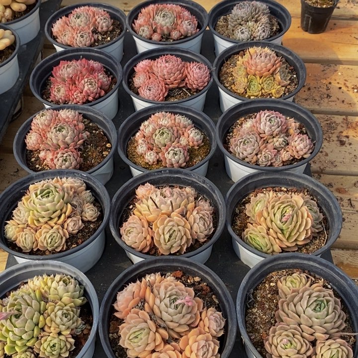 442多肉植物保护研究所所长
