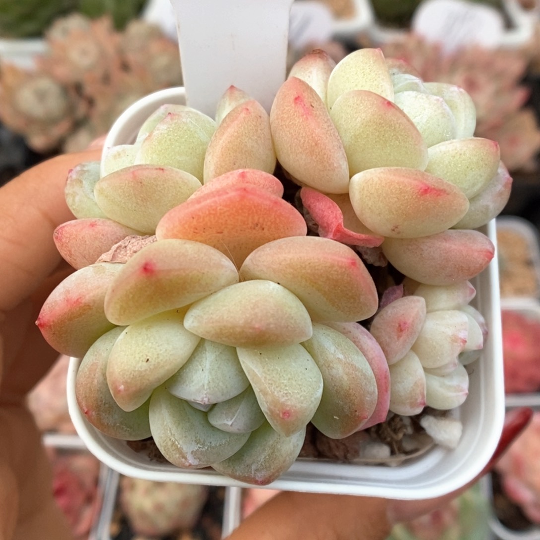 白底冰玉群生748号