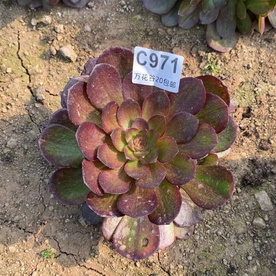 971花月夜多肉植物