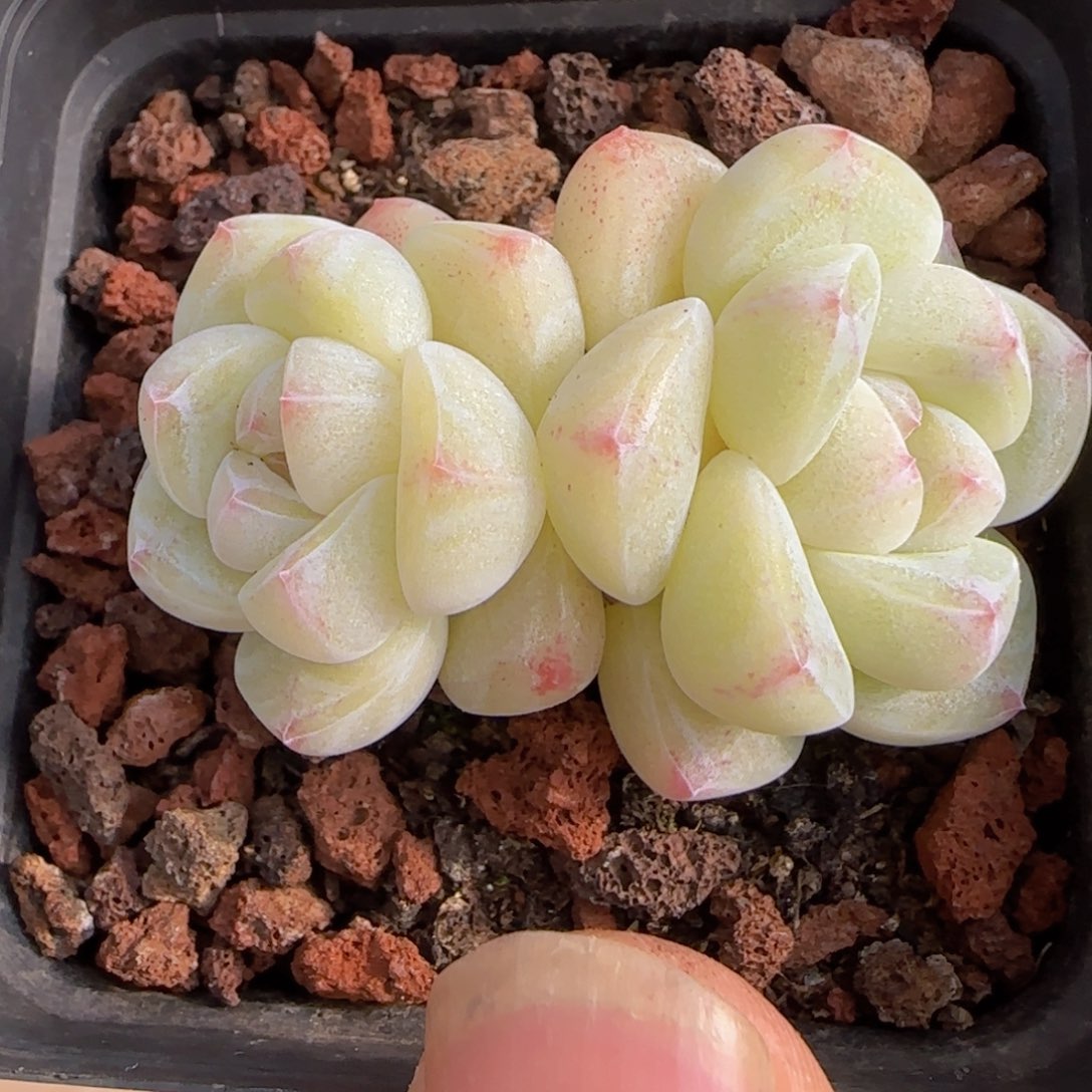 冰玉精控一物一拍
