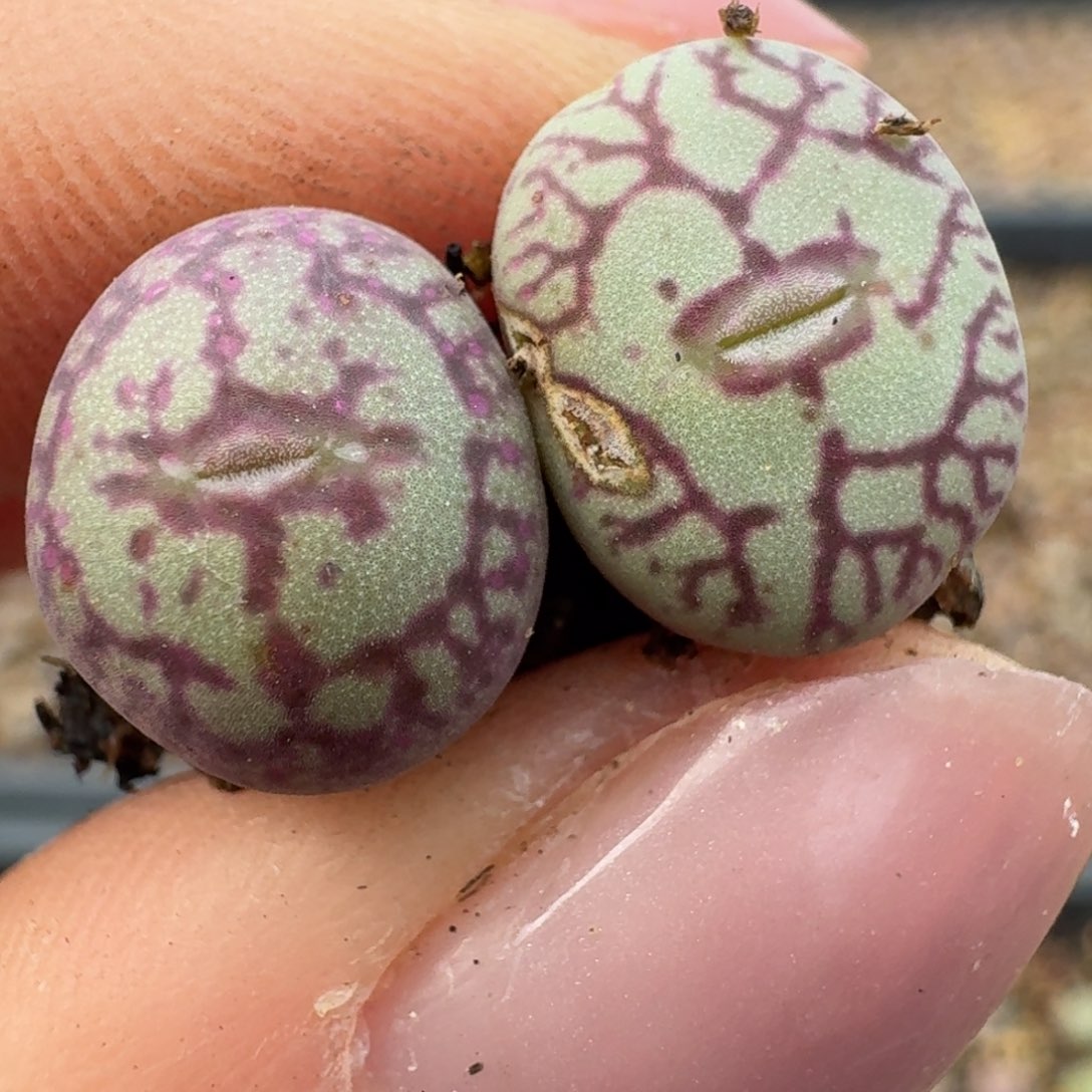 172两颗猴脸青姬000000000