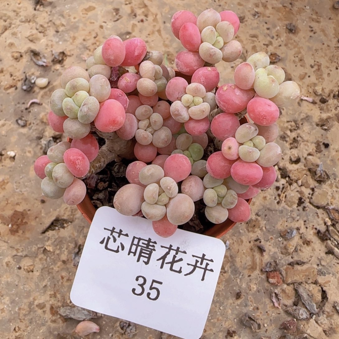 一***柚多肉很小看清楚下单拒绝非品质售后35