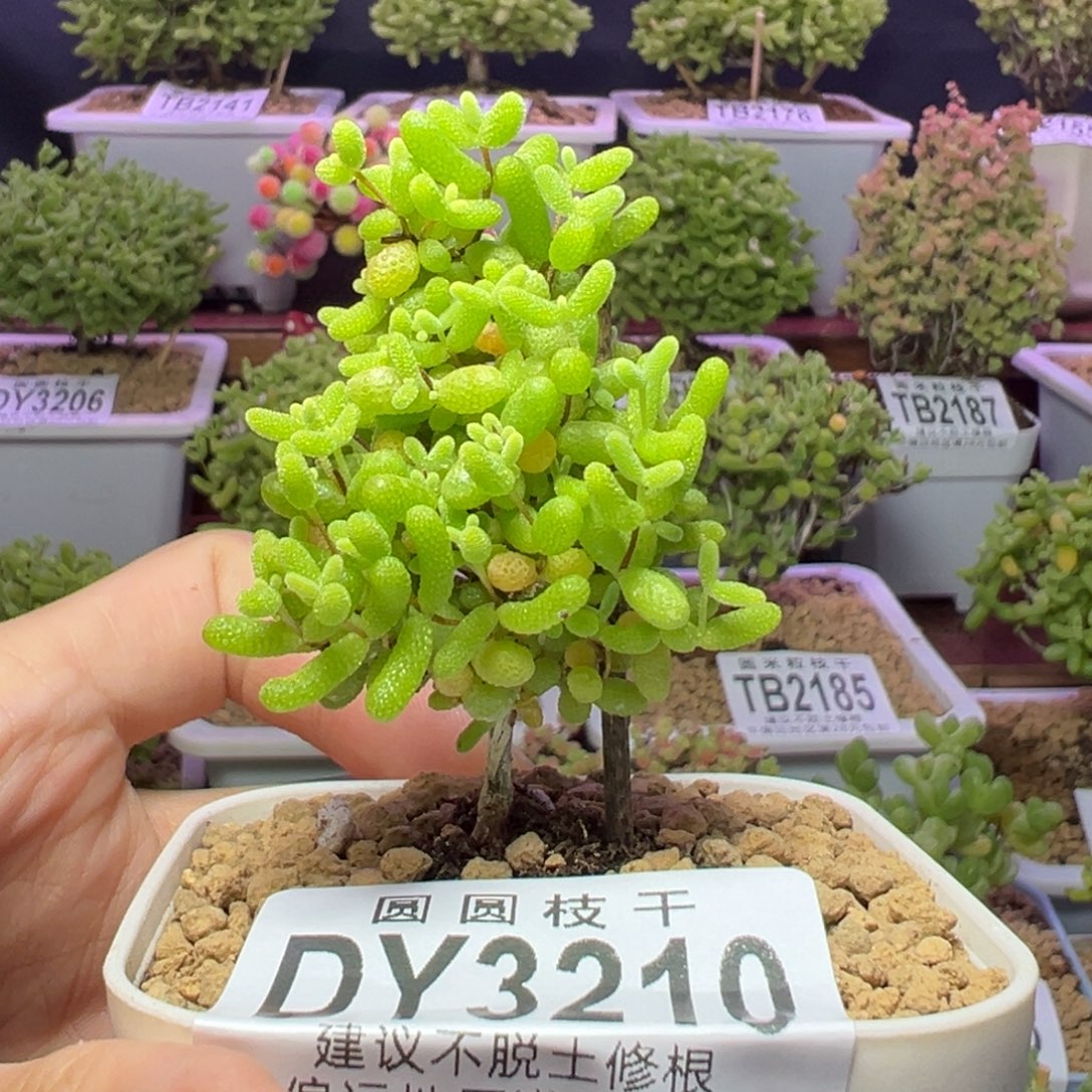 3210蜜橘糖球一物一拍