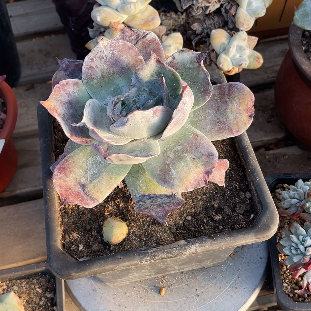 晨溪园艺仙女杯呀