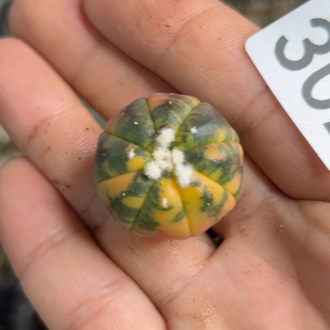 302 实生 仙人球的