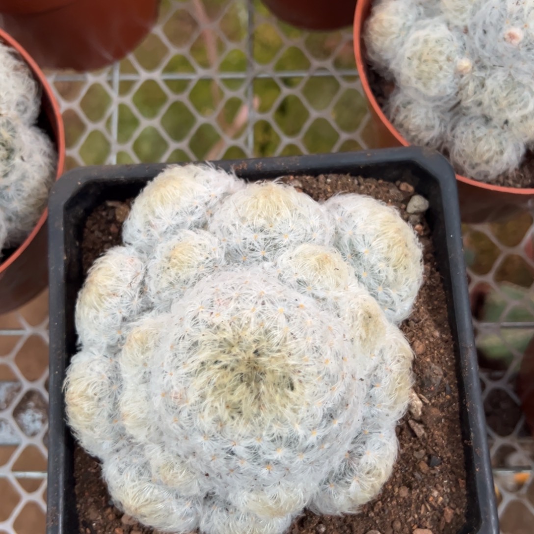 白星随机一颗。      