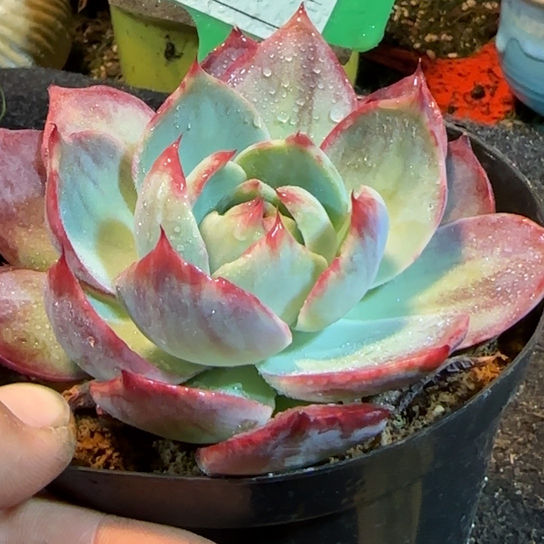 花脸拉丝惊鸿一物一拍包装收缩花旱908