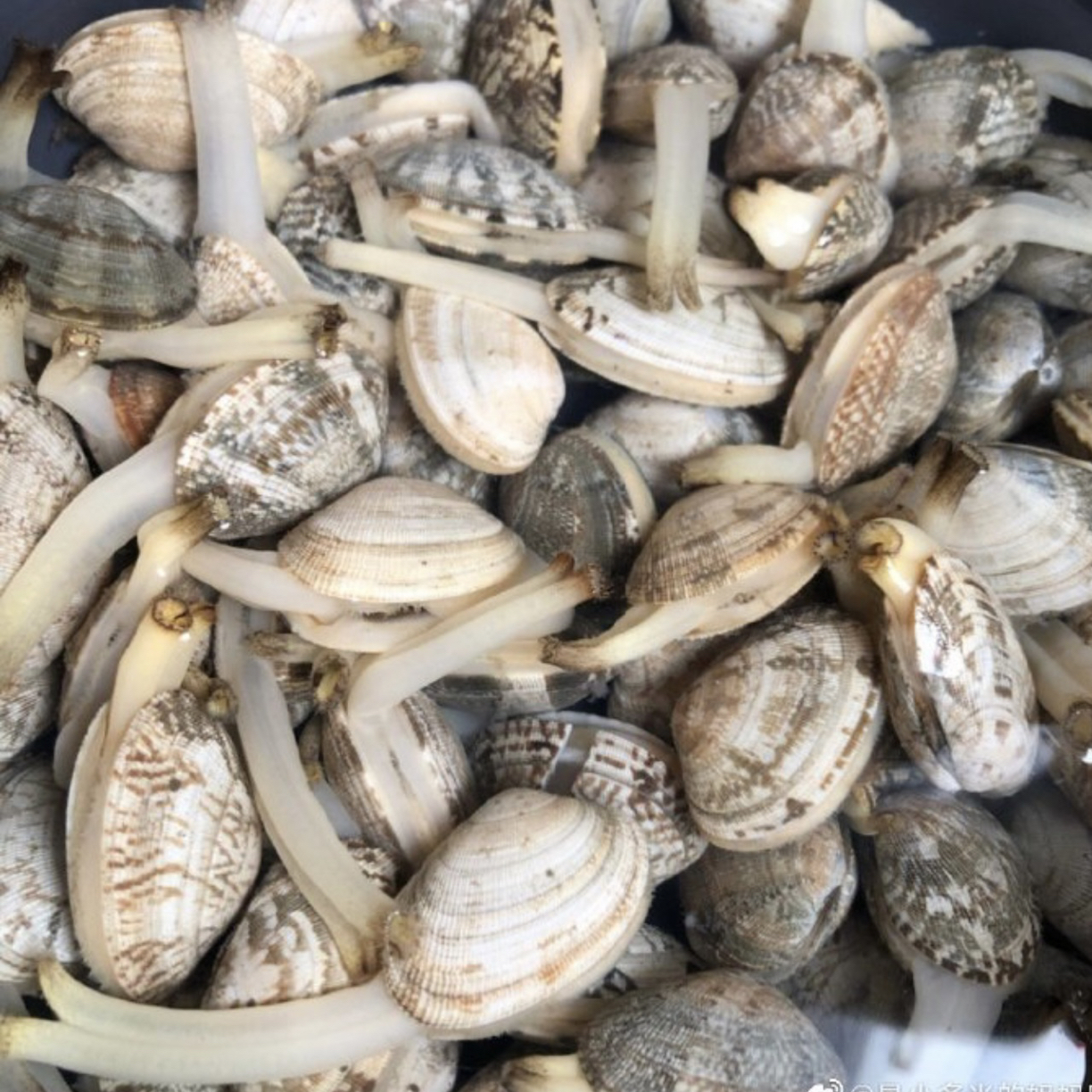 鲜活 大无沙花甲500g