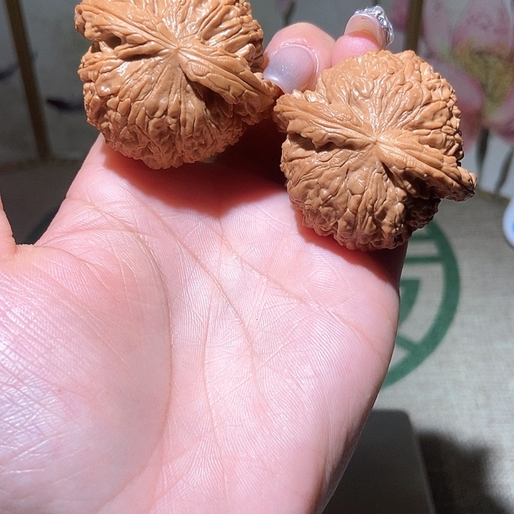 45尺寸白狮子！好运连连