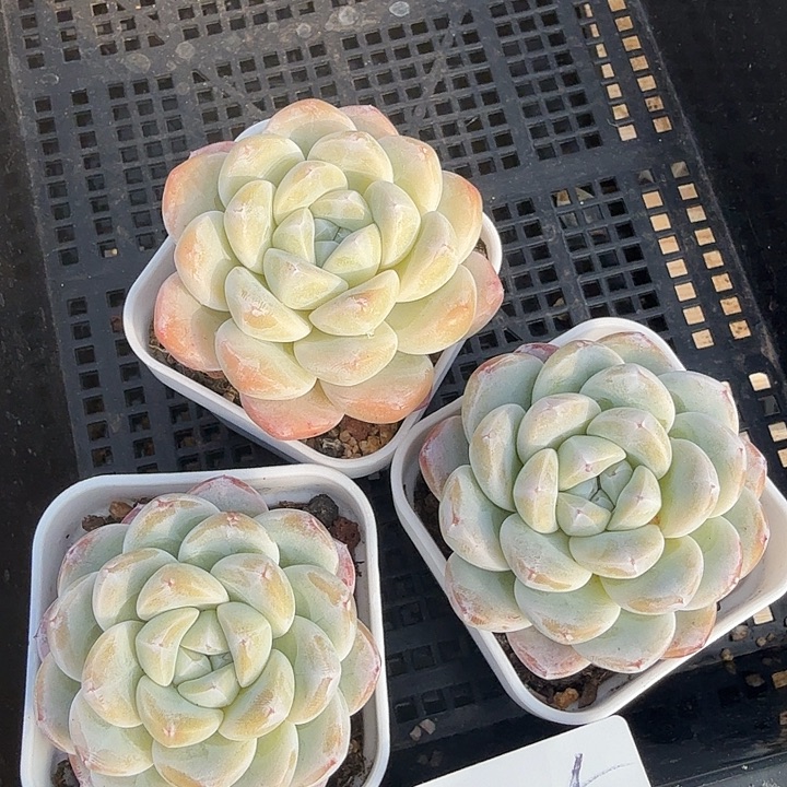 0116-45 玉胖胖三颗