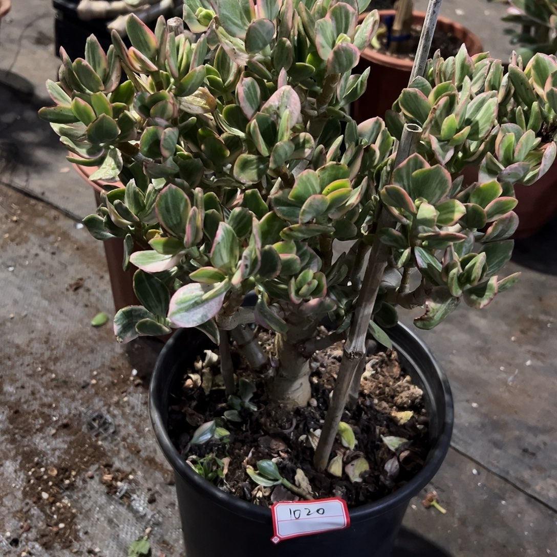 明***好稀有老三色花月带土球1020