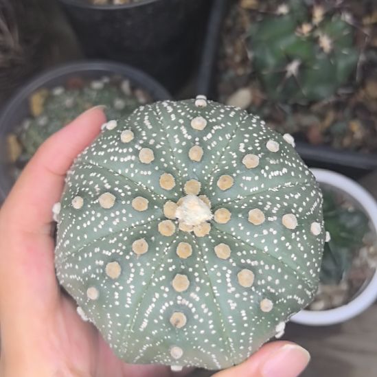 星兜直径8高5。。。。。