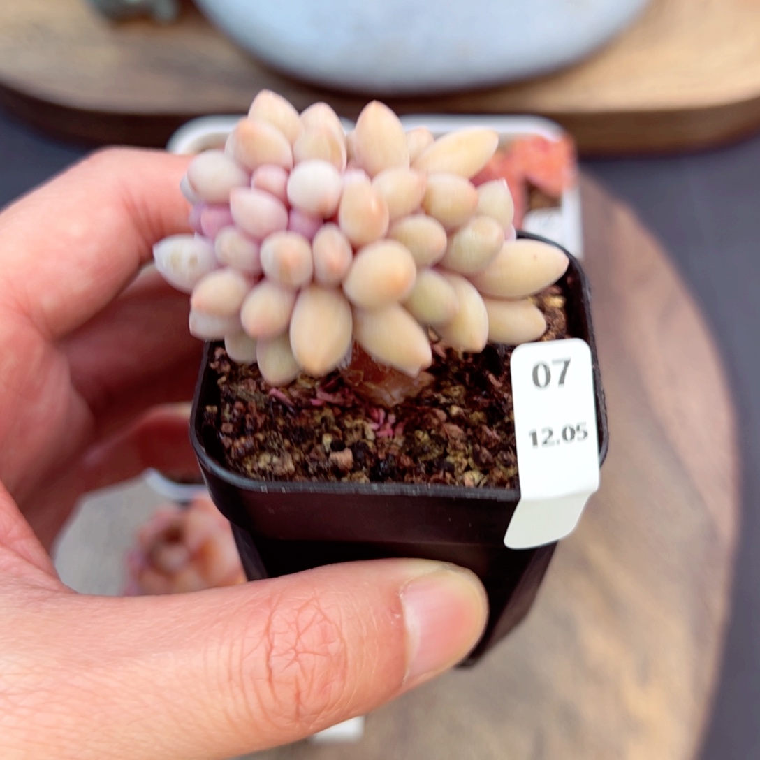 婴儿手指缀07、哈哈哈哈哈